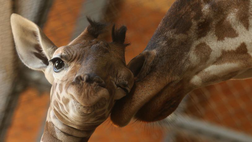 An eleven day old newborn giraffe calf stands beside his mother named Mimi in their enclosure at Himeji Central Park on October 16, 2013 in Himeji, Japan. The baby giraffe was born on October 5, 2013 and stands over 170 cm tall. (Photo by Buddhika Weerasinghe/Getty Images)
