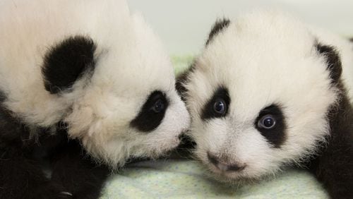 Cub A and Cub B will soon have a better way to introduce themselves, after they receive their official names on Monday, Dec. 12. Their mother, Lun Lun, will still probably be among the few who can distinguish one from the other. CONTRIBUTED BY ZOO ATLANTA