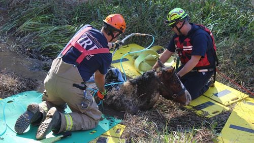 Workers from Cherokee County who specialize in large animal rescues pulled a male horse from muddy water Monday morning. (Credit: Cherokee County Fire and Emergency Services)