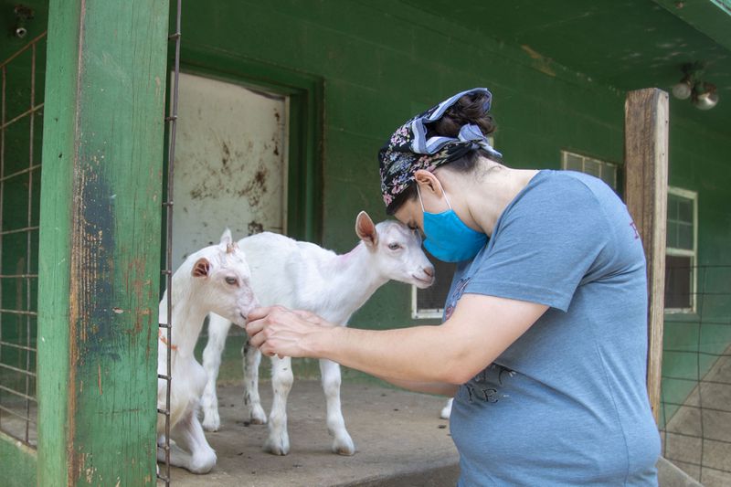 Danielle Cuff, a former pastry chef, nuzzles a goat at Decimal Place Farm in Clayton County. COVID-19 shutdowns forced her out of the fast-paced restaurant industry. She works turning goat milk into cheese and has regained time, including weekends to spend helping her aging parents. (Alyssa Pointer/Atlanta Journal Constitution)