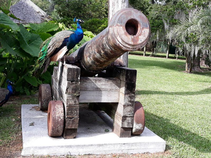 "Standing guard, this colorful peacock was resting on an old cannon at The Fountain of Youth in St Augustine, Florida," wrote Bob Chaet.