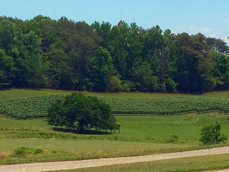Yonah Mountain Vineyards offers spectacular views of rolling hils and grapevines. Photo by Cindy Foster.