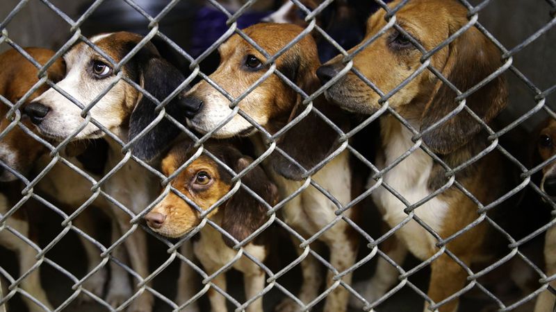 Rescued beagles peers out from their kennel at the The Lehigh County Humane Society in Allentown, Pa., Monday, Oct. 8, 2018. Animal welfare workers removed 71 beagles from a cramped house in rural Pennsylvania, where officials say a woman had been breeding them without a license before she died last month.