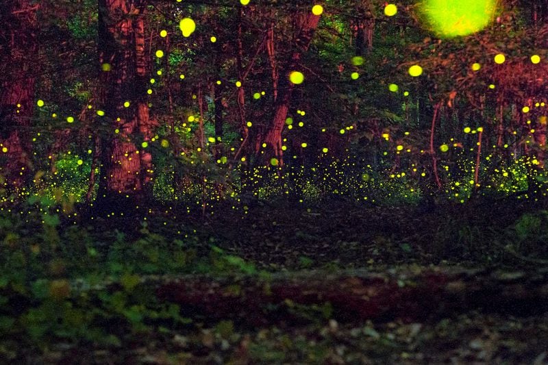 Synchronized fireflies light up the night sky in Congaree National Park.
Courtesy of Experience Columbia, SC / Brett Flashnick