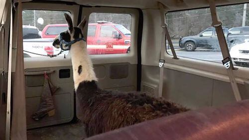 The llama contemplates his actions after a newsmaking sally in Oconee County. Photos: Oconee County Sheriff's Office