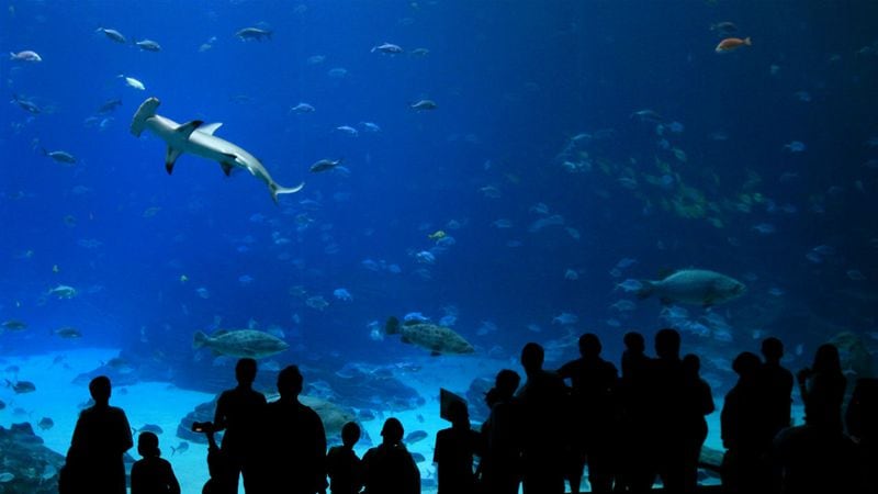 People look at a hammerhead shark while visiting the Georgia Aquarium in Atlanta, Georgia.