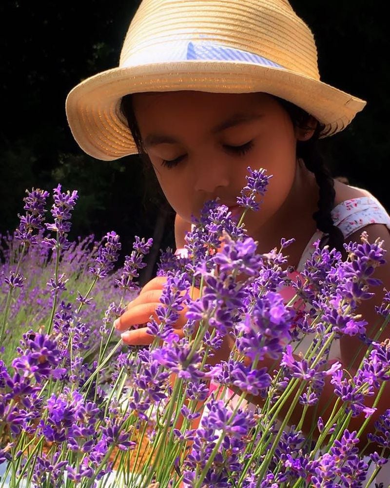 A child roams the fields at Red Oak Lavender Farm during the farm’s Lavender Festival. CONTRIBUTED BY RED OAK LAVENDER FARM