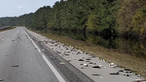 Dead fish lie along I-40 in North Carolina as flood waters receded from Hurricane Florence.