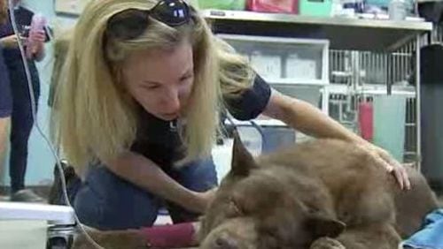 A dog found buried up to her nose in Tucker died about an hour after being rescued. (Credit: Channel 2 Action News)