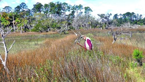 Bobby Hattaway, one of Georgia's top field botanists, examines some plants in a salt marsh at Skidaway Island State Park on Georgia's coast. The trip to the marsh was one of the field outings last weekend at the Georgia Botanical Society's Spring Wildflower Pilgrimage. (Charles Seabrook for The Atlanta Journal-Constitution)