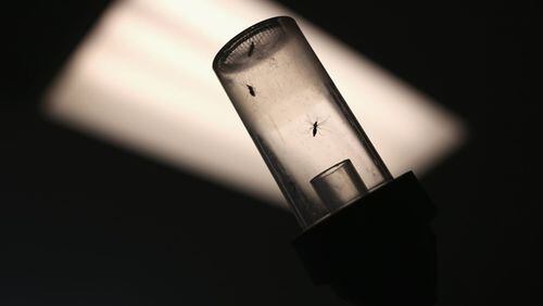Mosquitoes caught for testing await shipment to a lab. JOHN MOORE / GETTY IMAGES