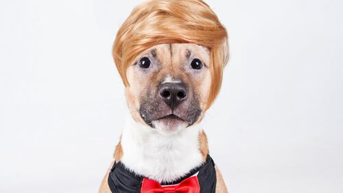 LifeLine Animal Project dressed up this pooch like Donald  Trump, and another one like Hillary Clinton as part of a promotion to waive adoption fees on election day. 
photo provided by  LifeLine Animal Project
