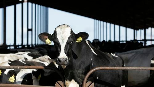 FILE - Cows are seen at a dairy in California on Wednesday, Nov. 23, 2016. (AP Photo/Rich Pedroncelli, File)