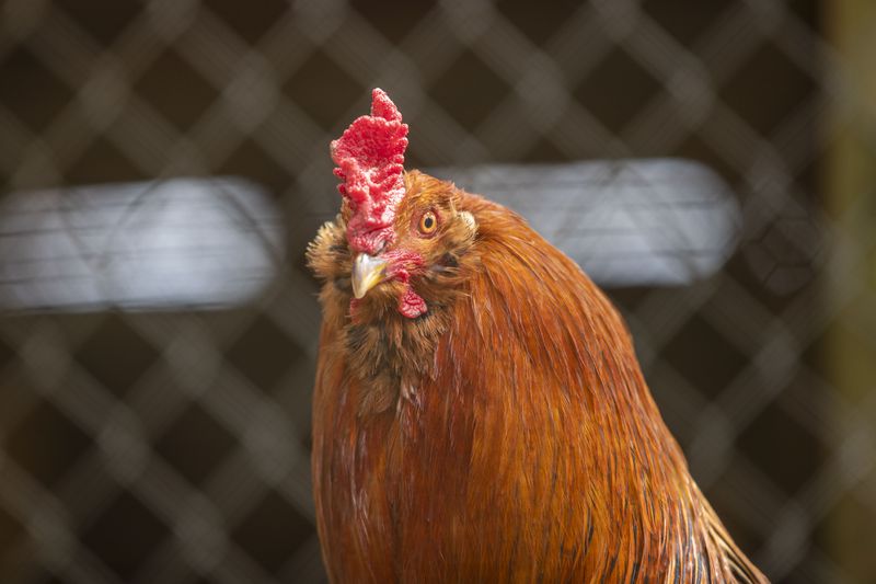 A rooster sits in a chicken coop at Fort Valley Council Member LeMario Brown’s farm in Fort Valley, Friday, March 12, 2021. (Alyssa Pointer / Alyssa.Pointer@ajc.com)