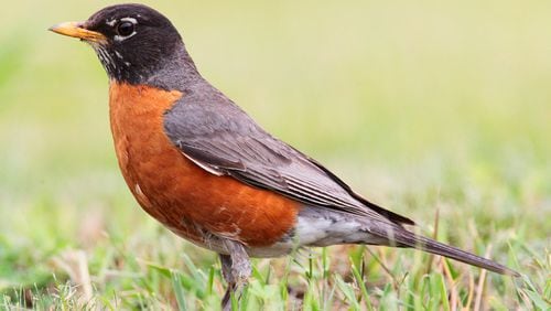The American robin, like many songbird species, has a high mortality rate, with up to 80 percent of its young dying each year from predation, bad weather, outdoor cats and other hazards. But if a robin can survive those adversities, it might live nearly 14 years. CREATIVE COMMONS/WIKIPEDIA