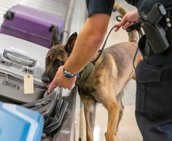 Trooper First Class Young, with the Georgia State Patrol, trains with his K-9, Appa, on the luggage carousel in E Concourse. The U.S. Customs and Border Protection Office of Field Operations Port of Atlanta hosted a two-day K-9 training conference at Hartsfield-Jackson Atlanta International Airport (ATL). K-9 detection dogs from the U.S. Customs and Border Protection, Georgia Department of Correction, Georgia State Patrol, Union City, Newnan, Bowden Police and Clayton County Police participated in training exercises. PHIL SKINNER FOR THE ATLANTA JOURNAL-CONSTITUTION.