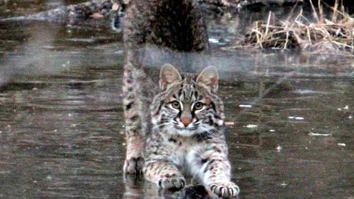 Rob Rose submitted this photo he took in Roswell neighborhood. “We have been lucky enough to see a family of bobcats growing up somewhere real close to our house. (I don’t know exactly where the den is.) We have seen these bobcats more than a dozen times now and they are usually moving fast, hunting, returning with food to the den, etc.,” he wrote. “On Jan. 5 they were hanging about on the ice at our creek. I snuck up to them and managed to get a few pictures.”
