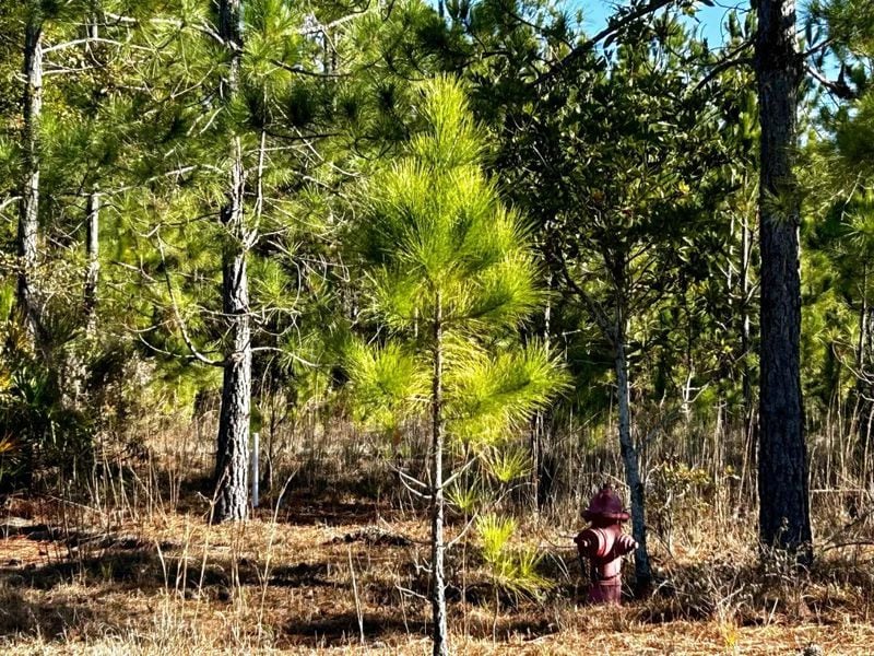 A non-working private fire hydrant in the woods next to the Maybank Village Condominiums, Hinesville, Dec. 21, 2023. (Photo Courtesy of Robin Kemp/The Current GA)