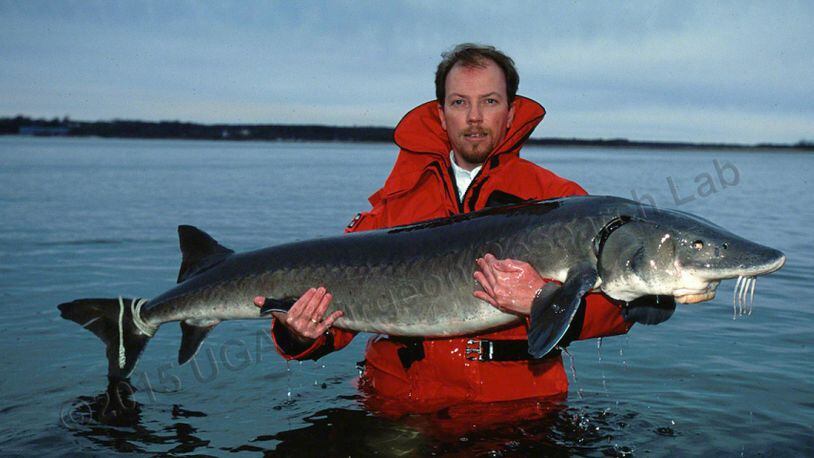 Douglas Peterson is pictured with a large sturgeon in this photo from the public website of the University of Georgia’s Warnell School of Forestry and Natural Resources.