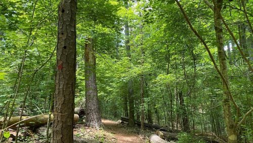 Inspired by the Japanese practice of shinrin-yoku, which translates to “forest bathing,” the Chattahoochee Nature Center is offering an opportunity to immerse yourself in the wooded forest and soak in the therapeutic benefits of being present in nature. (Courtesy Chattahoochee Nature Center)