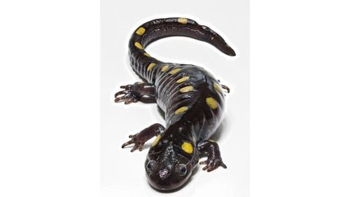 The spotted salamander (Ambystoma maculatum) is a mole salamander common in the eastern United States and Canada.  It can reach 19 cm long and has yellow spots on its back. Their primary habitat are deciduous forests with fish-free ponds or vernal pools for egg laying and larval development. They feed primarily on invertebrates such as earthworms and slugs but will eat almost any insect they can get. They are primarily subterranean, but can also be found beneath surface debris.