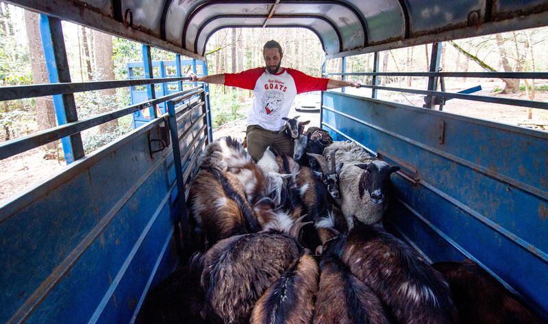 Owner Jason Lewis loads goats into a trailer to deliver to a client of Red Wagon Goats. The company provides goats for things such as goat yoga and clearing residential backyards. STEVE SCHAEFER / SPECIAL TO THE AJC