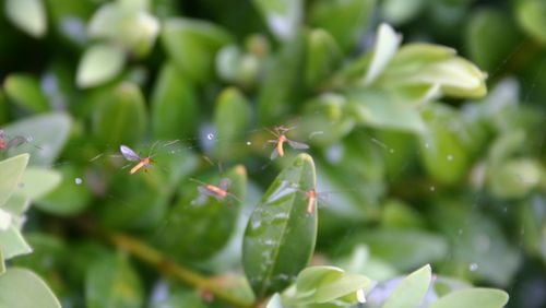 Tiny orange insects swarming around boxwood shrubs are adult boxwood leaf miners. (Walter Reeves for The Atlanta Journal-Constitution)