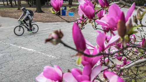 In this 2023 file photo, Frank Williams pedaled by the blooming trees of Piedmont Park.  (John Spink / John.Spink@ajc.com)