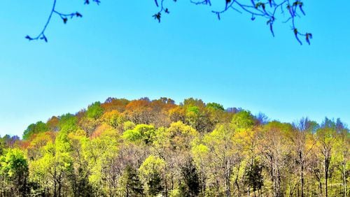 A forest in North Georgia's Dade County is leafing out in early spring. Georgia encompasses some 24 million acres of forestland — nearly two-thirds of the state. (Charles Seabrook for The Atlanta Journal-Constitution)