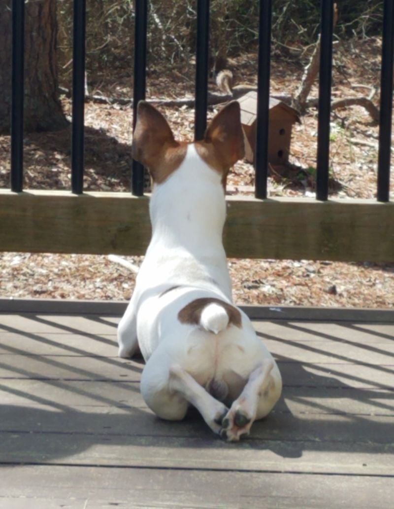 "Sometimes you just want to sit on the porch , enjoy a peaceful backyard view, and breathe," wrote Diane Hutchins of Marietta with Roscoe.