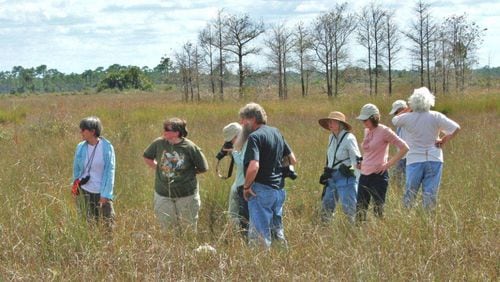 Members of Georgia Botanical Society explore a wet prairie in the Big Cypress National Preserve, Fla., for blooming wildflowers.