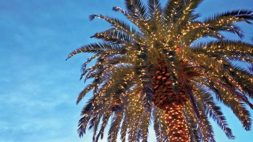 A palm tree is illuminated with lights for the Christmas season in Charleston, S.C.