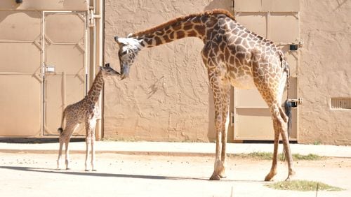 Baby and mother giraffe at the Greenville Zoo. CONTRIBUTED BY GREENVILLE ZOO