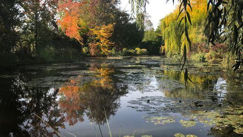Daniel Ciomek shared his favorite photo taken at Giverny, France, October, 2018. This pond is the Monet lily pad pond. Taken with an IPhone 7.