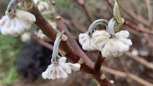 Barring cold damage (as shown here), paperbush flowers should be swollen and fragrant at this time of year. CONTRIBUTED BY WALTER REEVES