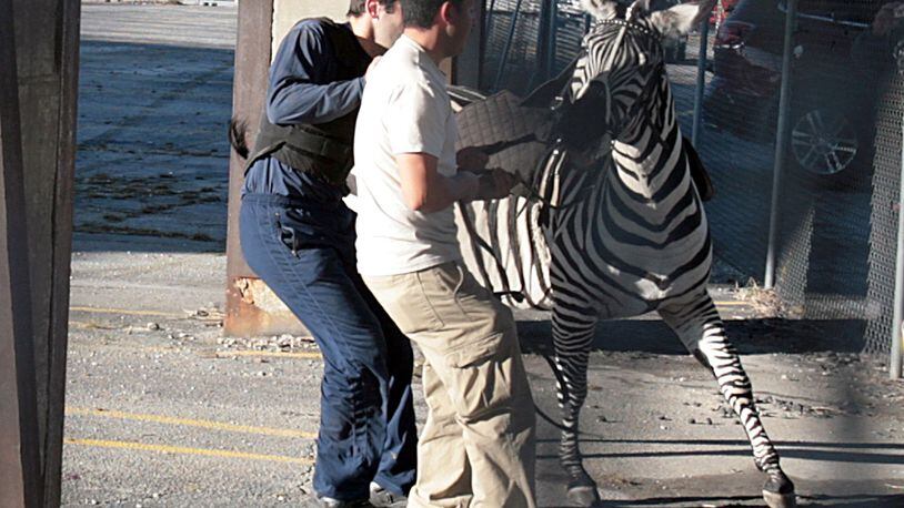 In 2010, a Zebra escaped from the Ringling Bros. and Barnum & Bailey circus in downtown Atlanta and was later caught on the interstate