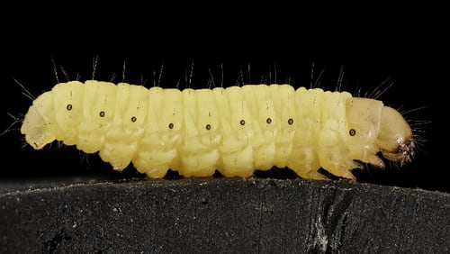 Pictured: A common insect called a wax worm, which scientists have discovered can eat plastic.