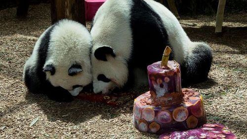Xi Lun and Ya Lun celebrated their first birthdays at Zoo Atlanta last week, amid a spate of panda birthdays. Photo: Zoo Atlanta