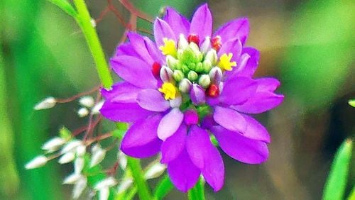 The bloom of the Curtiss’ milkwort has deep pink petals and a center with nearly every color of the rainbow, making it one of Georgia’s most colorful wildflowers. Found mostly on rock outcrops and old pastures, Curtiss’ milkwort is one of some 3,500 native flowering plant species in Georgia. CONTRIBUTED BY CHARLES SEABROOK