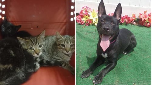 This group of adoptable cats who were caught in a trap by Cobb County Animal Services. And the dog on the right is described by rescuers thusly: "This little darling is Alani. She is a little shy and sweet as can be. She knows sit and lay down. Alani is 10 months old and 33 pounds."