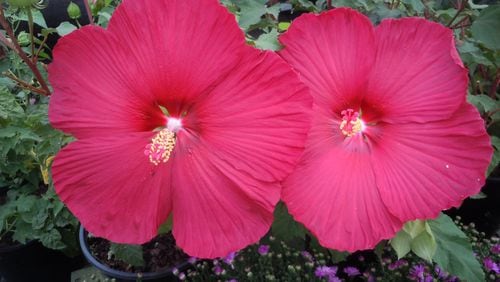 The beautiful flowers of landscape hibiscus can be marred by an infestation of hibiscus whitefly. CONTRIBUTED BY WALTER REEVES