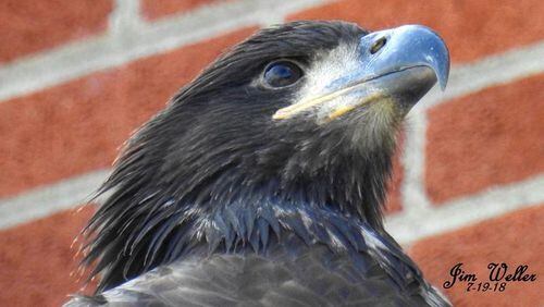Flyer, an 870day-old bald eagle, died a week after taking her first flight. (Photo courtesy Jim Weller)