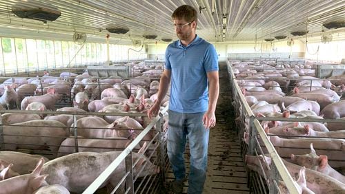 ADVANCE FOR USE WEDNESDAY, JULY 3, 2019, AT 3:01 A.M. EDT AND THEREAFTER - In this Tuesday, June 25, 2019, photo, farmer Matthew Keller walks through one of his pig barns near Kenyon, Minn. When the Trump administration announced a $12 billion aid package for farmers struggling under the financial strain of his trade dispute with China, the payments were capped. But records obtained by The Associated Press under the Freedom of Information Act show that many large farming operations easily found legal ways around the limits to collect big checks. Recipients who spoke to AP defended the payouts, saying they didn't even cover their losses under the trade war and that they were legally entitled to them. Keller, who also grows crops to feed his livestock, said he "definitely appreciated" the $143,820 he collected from the program. It didn't cover all his losses but it helped with his cash flow, he said. He reached the $125,000 cap on his hogs, and the remaining money was for his soybeans and corn. (AP Photo/Jeff Baenen)