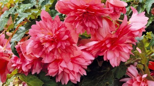 Funky Pink begonia is an interspecific cross between Begonia boliviensis and B. tuberosa. (Courtesy Proven Winners)