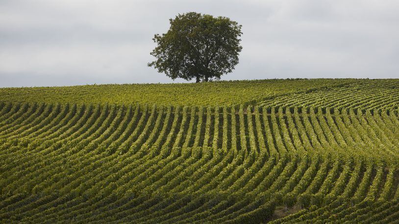 Vineyards in the Champagne region of France where AR Lenoble has its “parcels“ of vines, September 2016. From picking to pressing to fermentation, wineries have myriad extra tasks during the two- to three-week harvest season and most rely heavily on temporary labor, both paid and unpaid. (Andy Haslam/The New York Times)