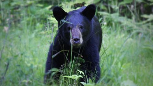 Black bears in Georgia now are trying to quickly fatten up to prepare for winter slumber (though not true hibernation in Georgia). They will consume 10 times more calories than normal. (Courtesy of Michelle Buntin/Creative Commons)