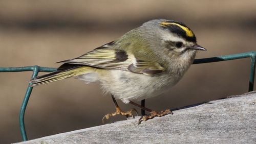 The golden-crowned kinglet (female shown here) spends the winter in Georgia. It is only a bit larger than the ruby-throated hummingbird, which is absent in Georgia during winter, making the kinglet the smallest bird at this time of year. (Courtesy of Dick Daniels, Creative Commons)