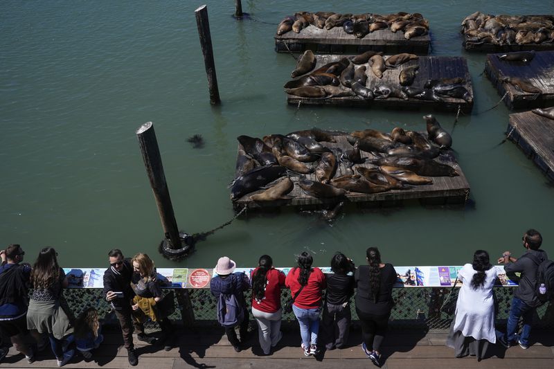 People look at sea lions from Pier 39, Thursday, May 2, 2024, in San Francisco. (AP Photo/Godofredo A. Vásquez)
