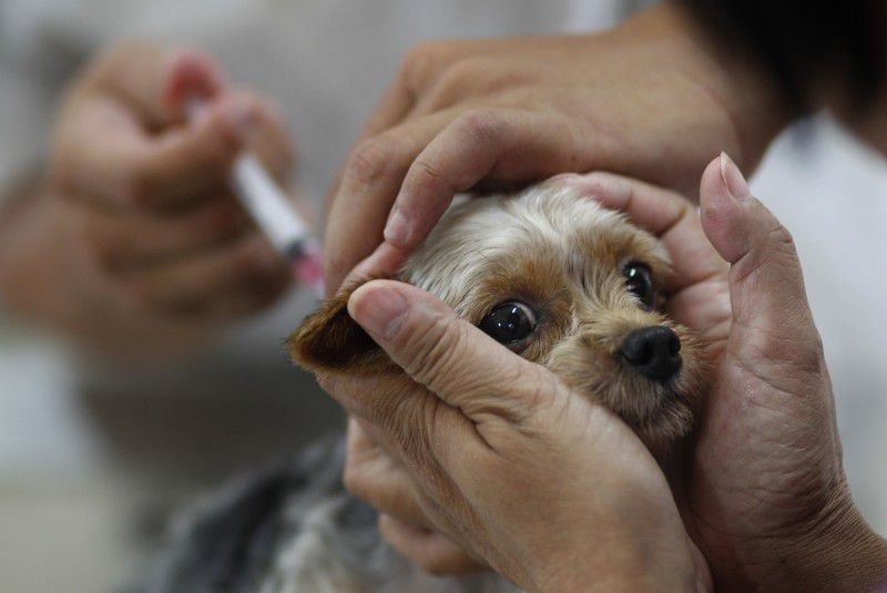 Free rabies vaccinations will be available while supplies last. AJC File