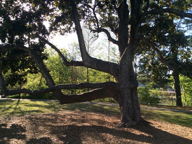 The Piedmont Park Climbing Magnolia